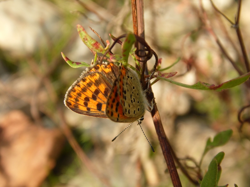 Lycaena tityrus?